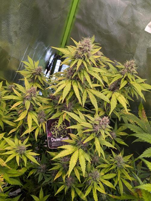🍇Purple Opium auto-Divine Seeds. Week 8