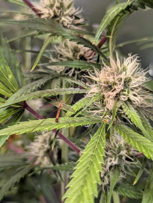 Auto Pablo Escobar. Week 7