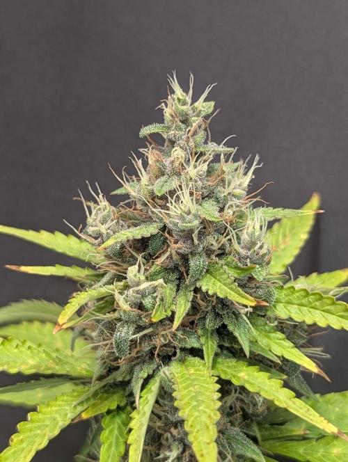 🍇Purple Opium auto-Divine Seeds. Week 9