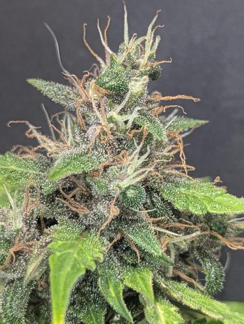 🍇Purple Opium auto-Divine Seeds. Week 9