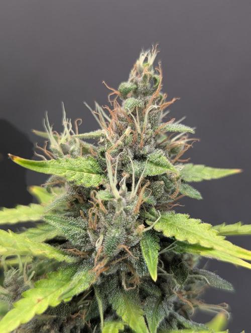 🍇Purple Opium auto-Divine Seeds. Week 9