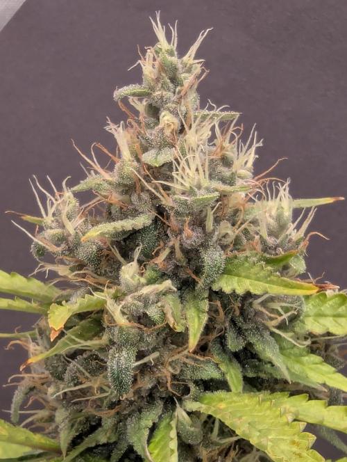 🍇Purple Opium auto-Divine Seeds. Week 9