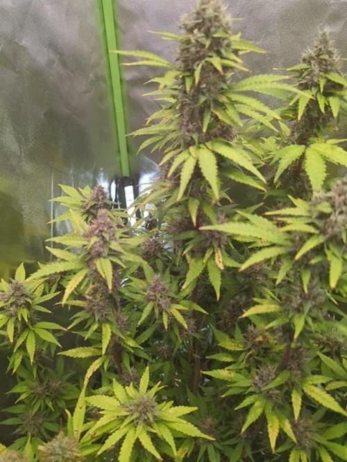 🍇Purple Opium auto-Divine Seeds