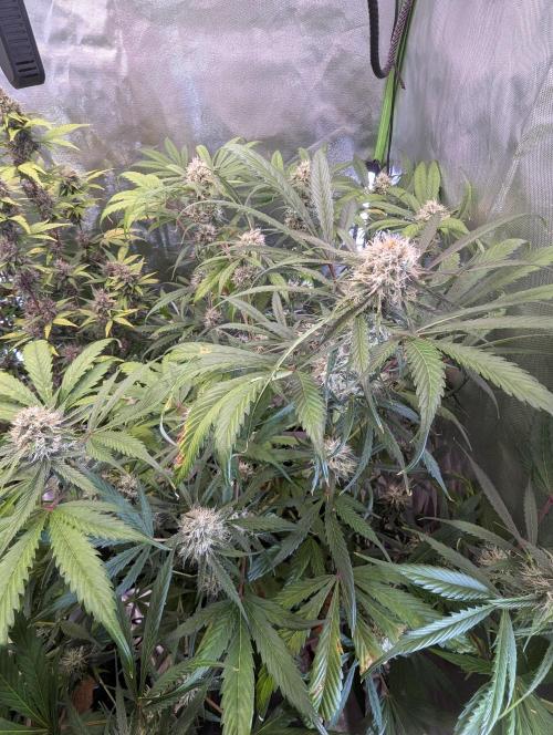 🧔💸 Pablo Escobar-Divine Seeds. Week 8