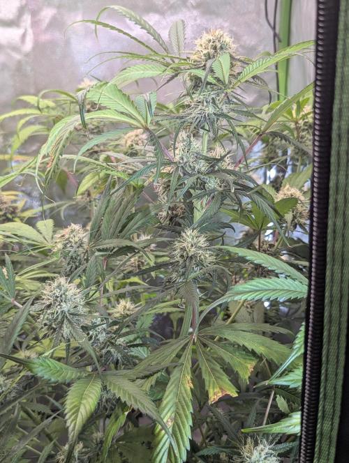 🧔💸 Pablo Escobar-Divine Seeds. Week 8