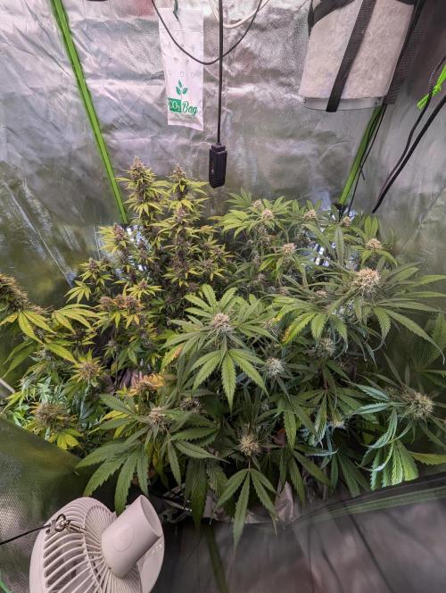 🧔💸 Pablo Escobar-Divine Seeds. Week 8