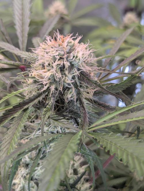 🧔💸 Pablo Escobar-Divine Seeds. Week 8