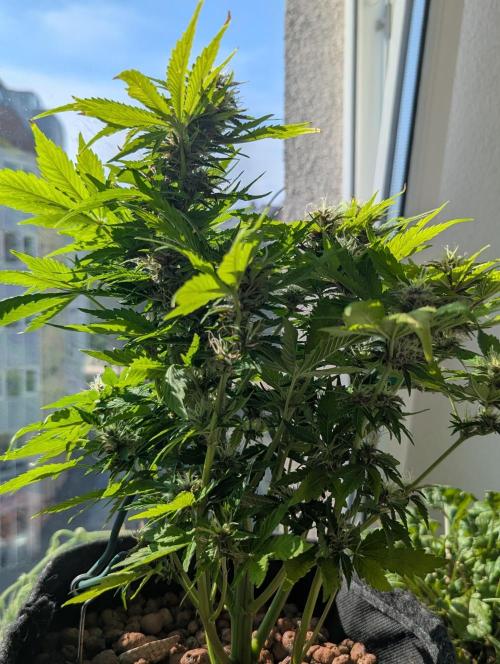 😈🍋Purple Lemonade auto - RQS🦁. Week 9