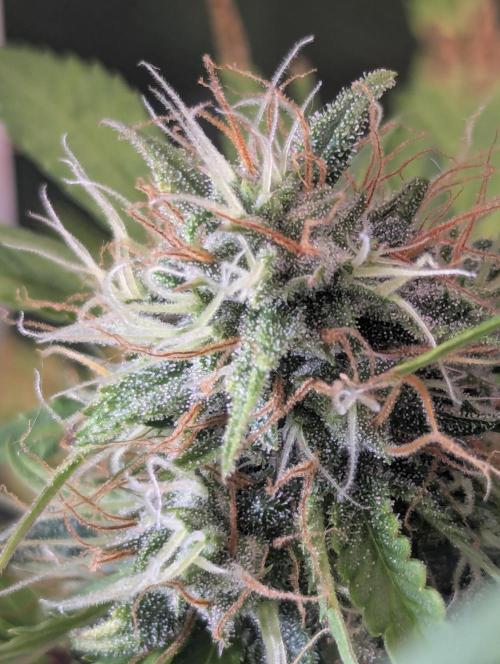 😈🍋Purple Lemonade auto - RQS🦁. Week 9