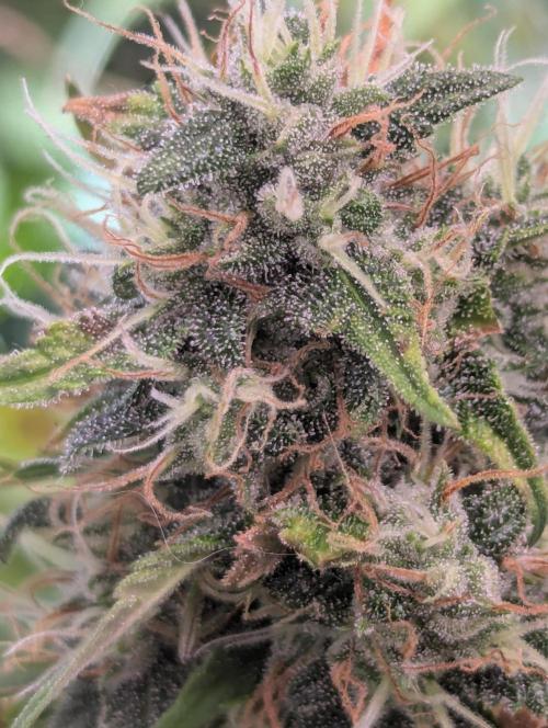 😈🍋Purple Lemonade auto - RQS🦁. Week 9