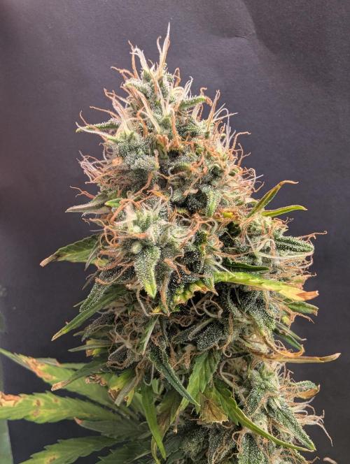 Purple Lemonade Auto. Week 9