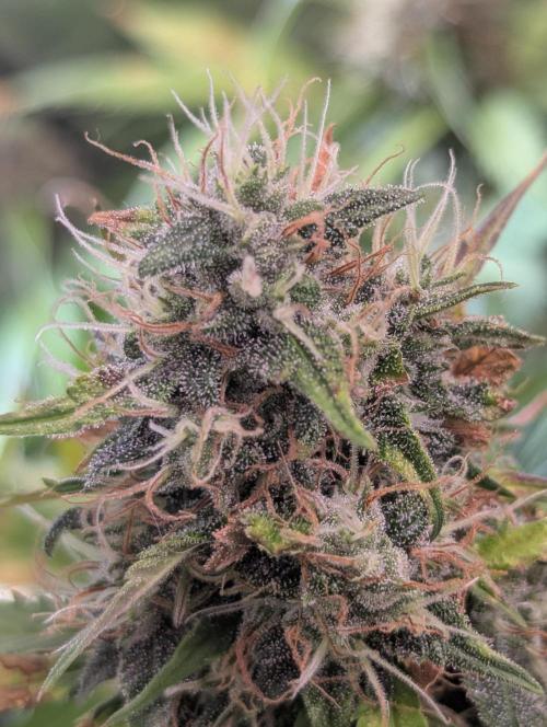 😈🍋Purple Lemonade auto - RQS🦁. Week 9