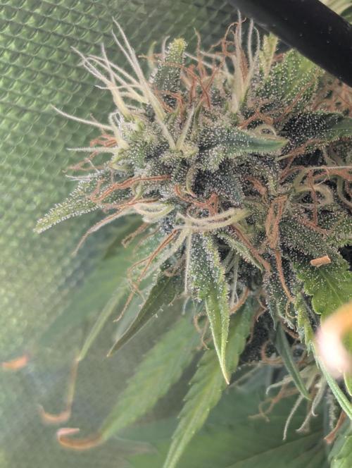 Purple Lemonade Auto. Week 9