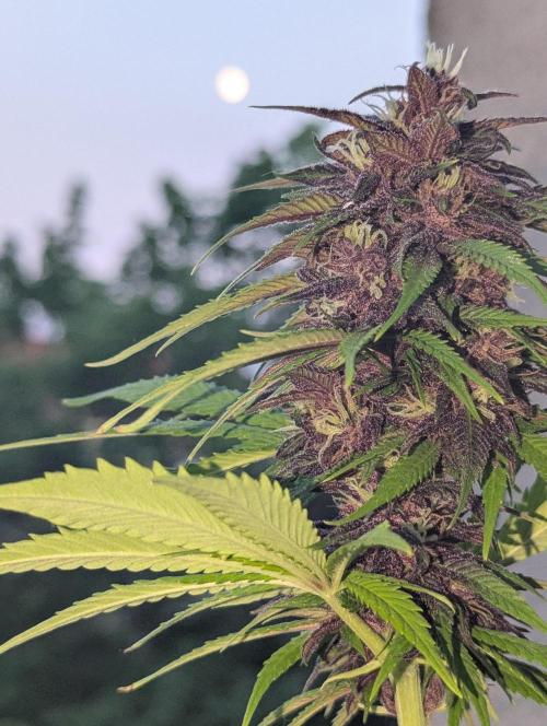 Lemon Cherry Cookies Auto. Week 8