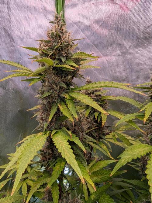 🍇Purple Opium auto-Divine Seeds. Week 9