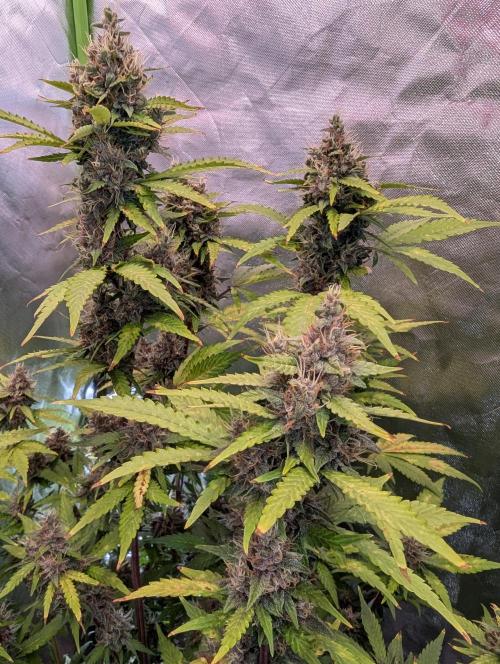 🍇Purple Opium auto-Divine Seeds. Week 9