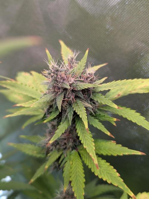 🍇Purple Opium auto-Divine Seeds. Week 9