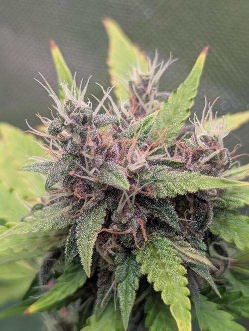 🍇Purple Opium auto-Divine Seeds. Week 9