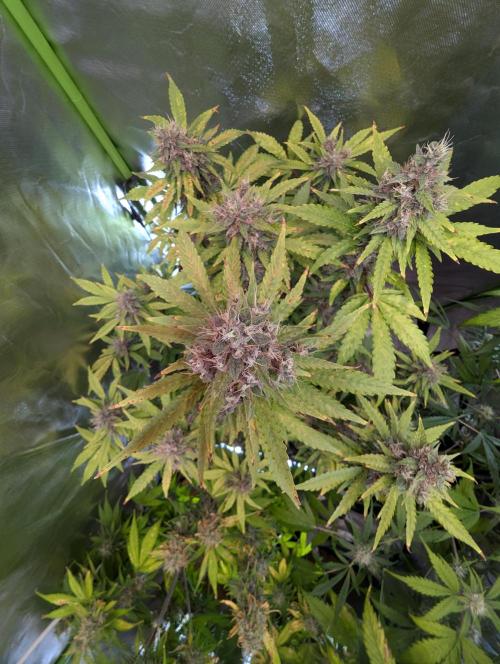 🍇Purple Opium auto-Divine Seeds. Week 9