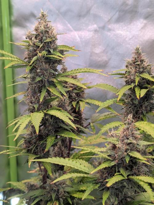 🍇Purple Opium auto-Divine Seeds. Week 9