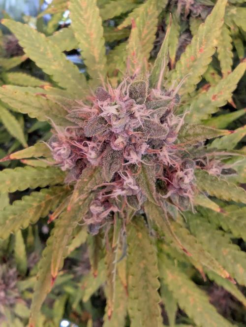 🍇Purple Opium auto-Divine Seeds. Week 9