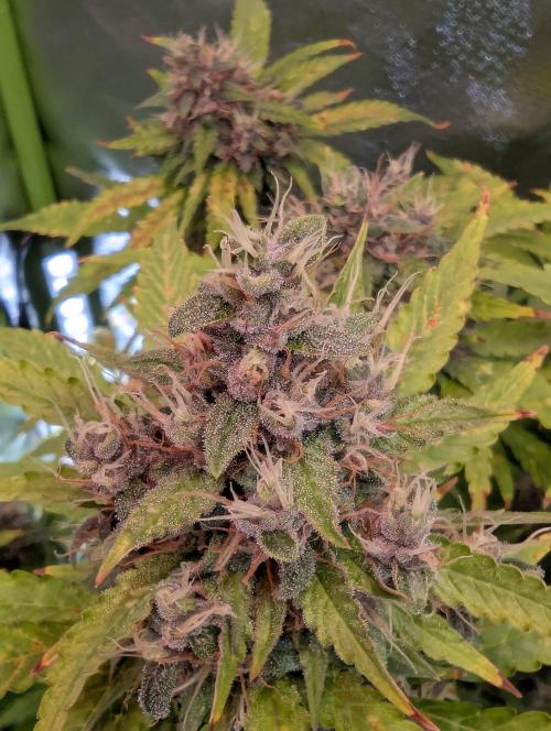 🍇Purple Opium auto-Divine Seeds. Week 9
