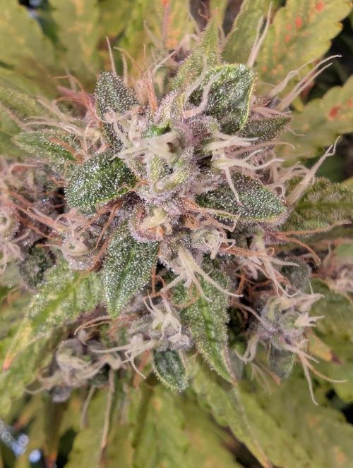 🍇Purple Opium auto-Divine Seeds. Week 9