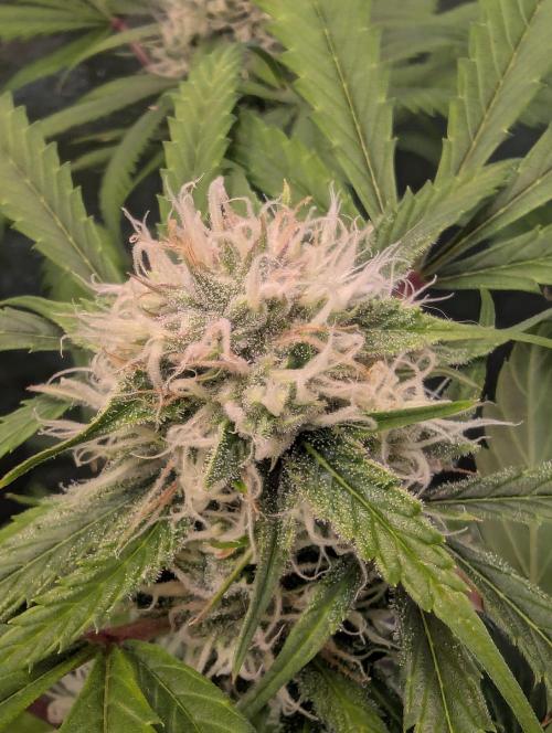 🧔💸 Pablo Escobar-Divine Seeds. Week 8