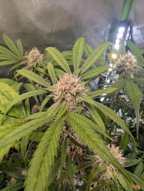 🧔💸 Pablo Escobar-Divine Seeds. Week 8