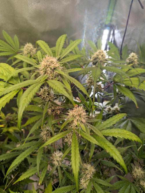 🧔💸 Pablo Escobar-Divine Seeds. Week 8