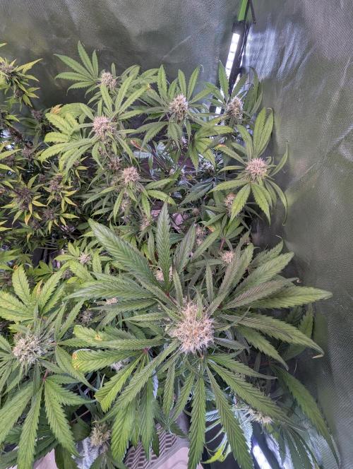 🧔💸 Pablo Escobar-Divine Seeds. Week 8