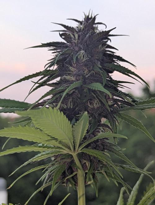 🍋Lemon 🍒 Cherry 🍪Cookies Auto. Week 8