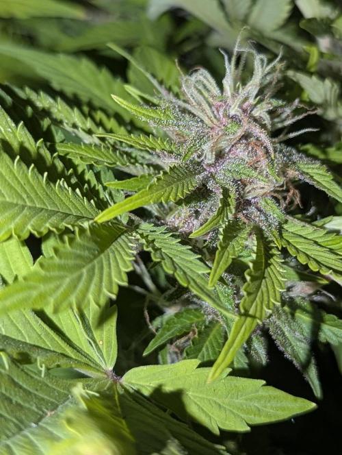 😈🍋Purple Lemonade auto - RQS🦁. Week 9