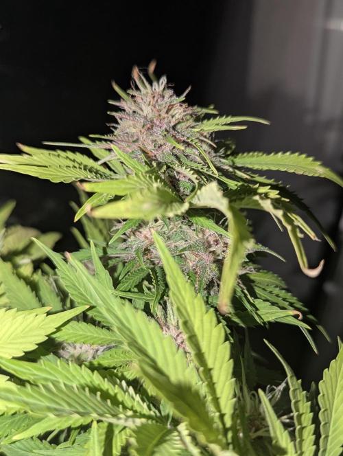 😈🍋Purple Lemonade auto - RQS🦁. Week 9