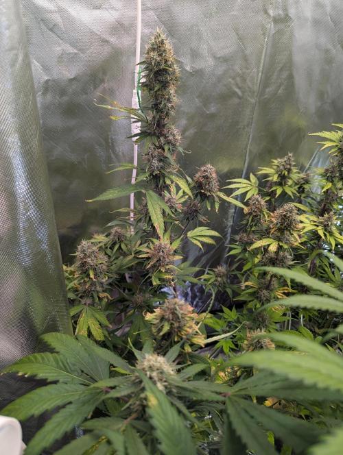 😈🍋Purple Lemonade auto - RQS🦁. Week 9