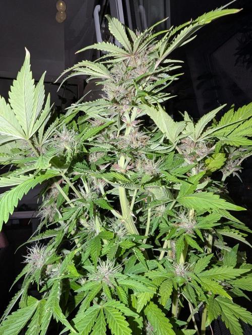 😈🍋Purple Lemonade auto - RQS🦁. Week 9