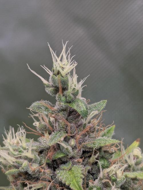 🍇Purple Opium auto-Divine Seeds. Week 9