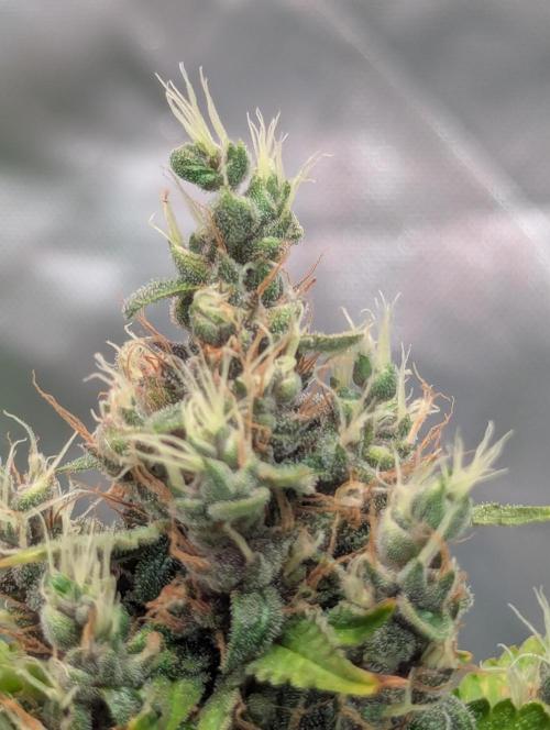 🍇Purple Opium auto-Divine Seeds. Week 9