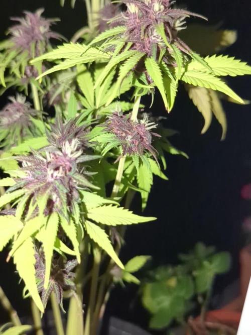 🍋Lemon 🍒 Cherry 🍪Cookies Auto