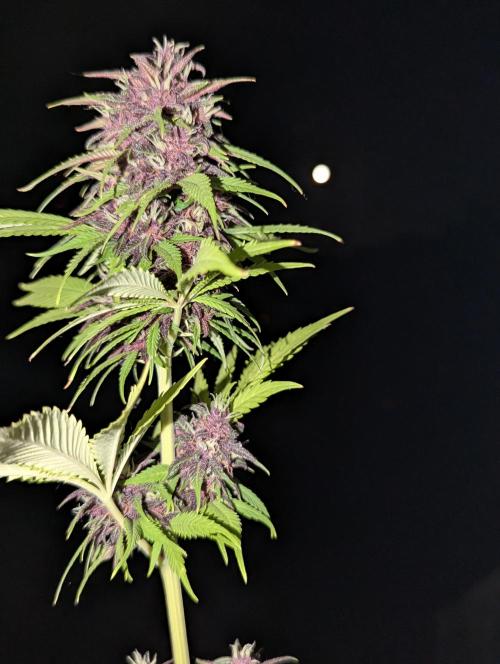 🍋Lemon 🍒 Cherry 🍪Cookies Auto. Week 9
