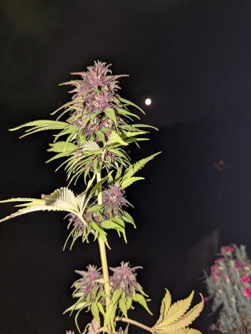 🍋Lemon 🍒 Cherry 🍪Cookies Auto. Week 9
