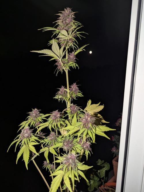 Lemon Cherry Cookies Auto. Week 9