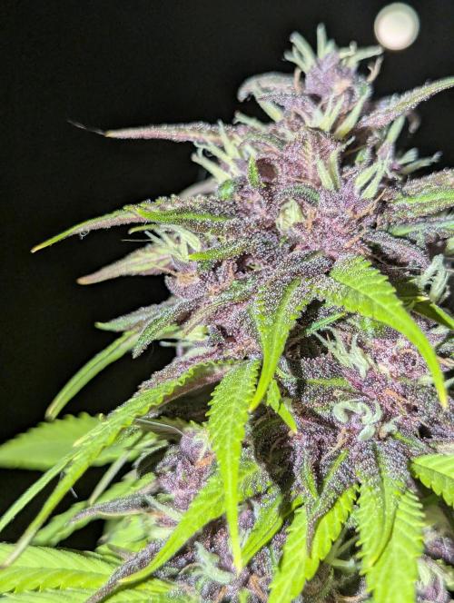 🍋Lemon 🍒 Cherry 🍪Cookies Auto. Week 9