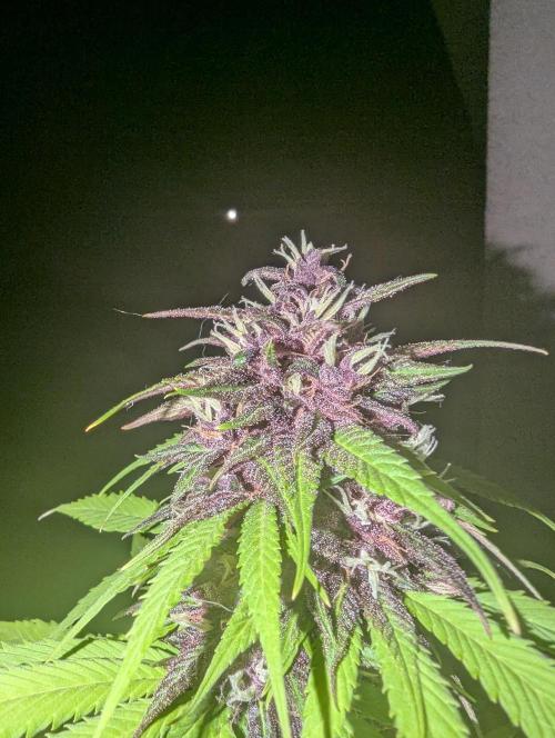 Lemon Cherry Cookies Auto. Week 9