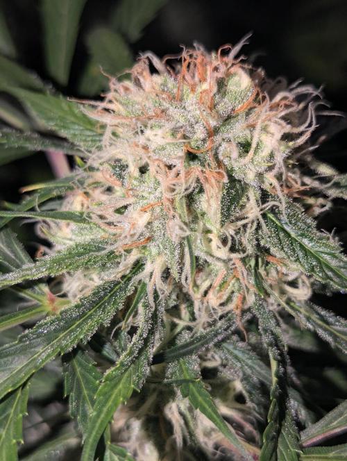 🧔💸 Pablo Escobar-Divine Seeds. Week 9