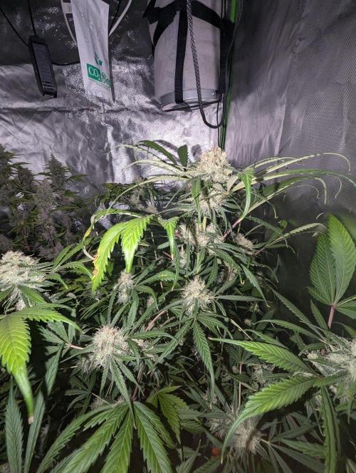 🧔💸 Pablo Escobar-Divine Seeds. Week 9