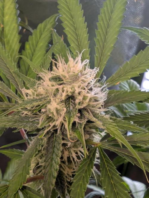 🧔💸 Pablo Escobar-Divine Seeds. Week 9
