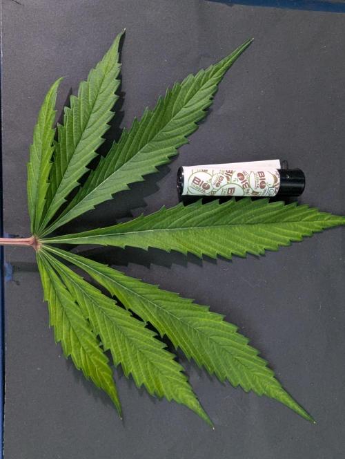 🧔💸 Pablo Escobar-Divine Seeds. Week 9