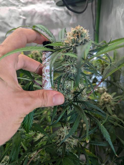 🧔💸 Pablo Escobar-Divine Seeds. Week 9