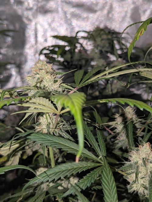 🧔💸 Pablo Escobar-Divine Seeds. Week 9